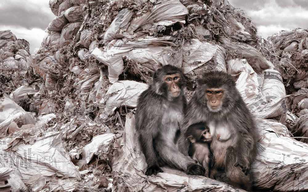 wasteland_westmountmag