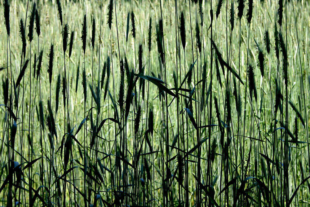 field of barley