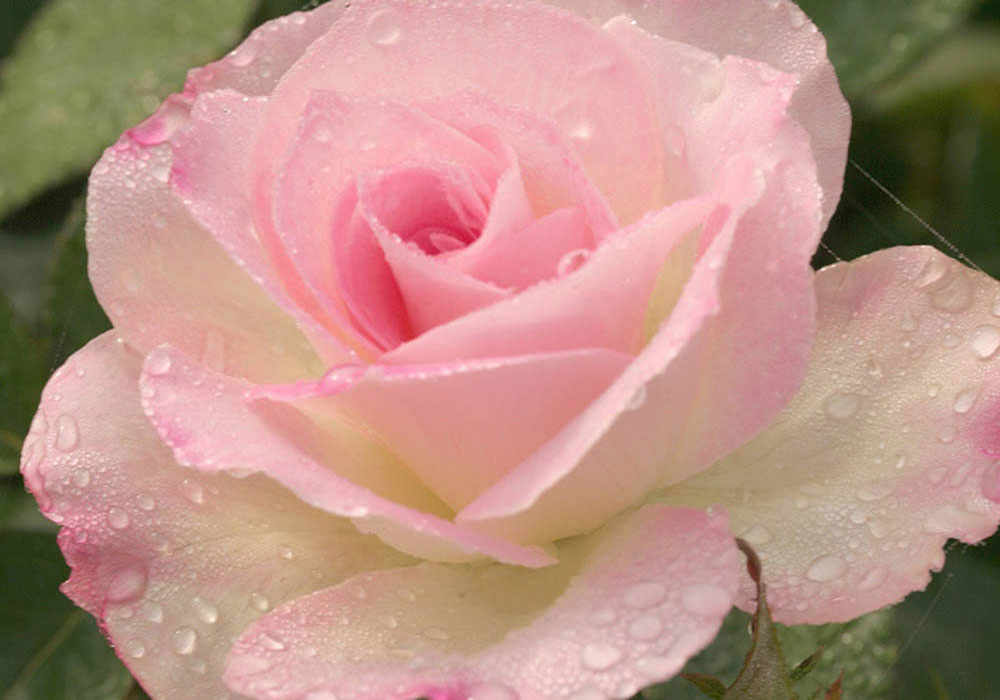 laurie-betito_dewy-rose_westmountmag