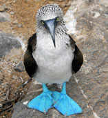 Blue-footed Boobie