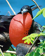 Magnificent Frigatebird