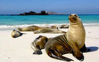 Galapagos Fur Seal