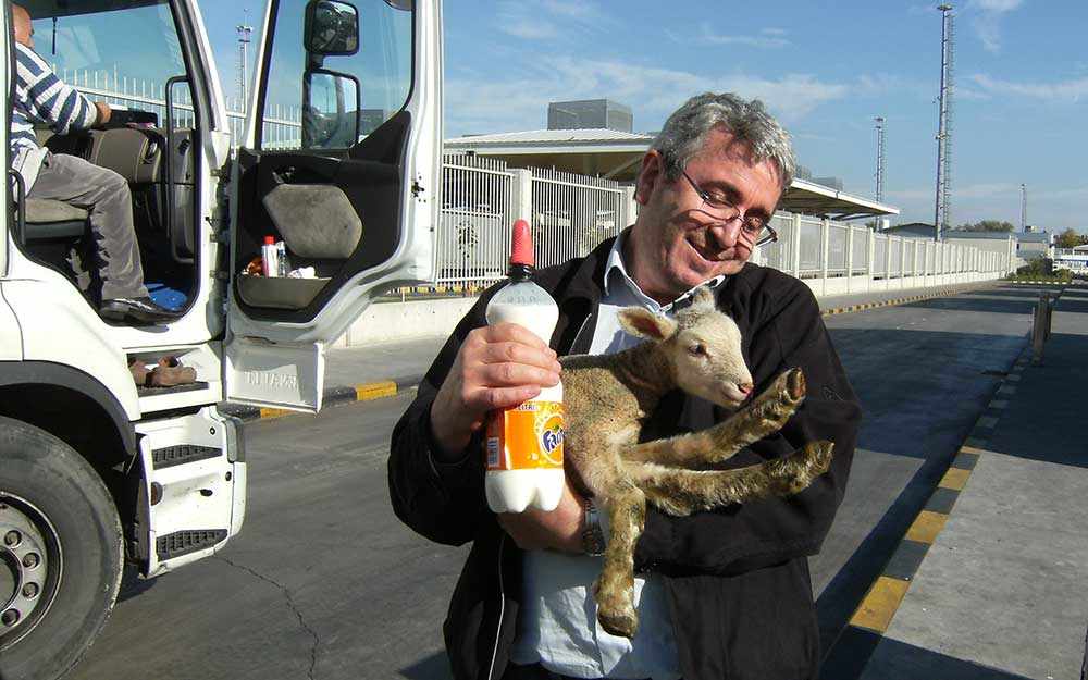 eyesonanimals-lamb-westmountmag