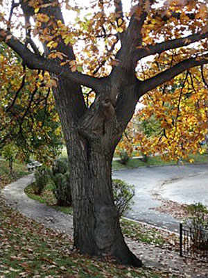 red oak westmountmag.ca