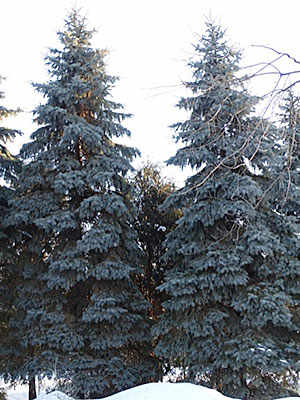 silver firs westmountmag.ca