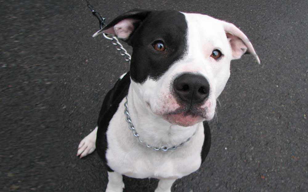 pit-bull-face_westmountmag