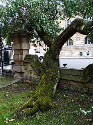 Almond tree WestmountMag.ca