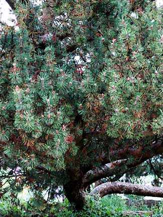 Austrian Black Pine WestmountMag.ca