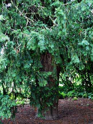 Bobart’s Yew WestmountMag.ca