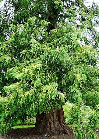 Dawn Redwood WestmountMag.ca