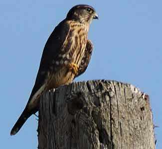 Peregrine Falcon falaise St-Jacques WestmountMag.ca