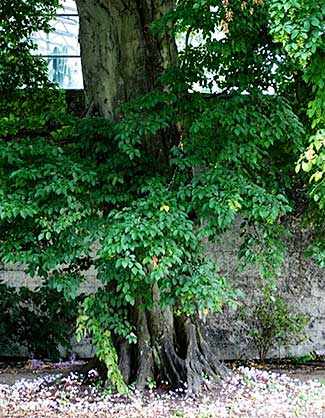 Hornbeam WestmountMag.ca