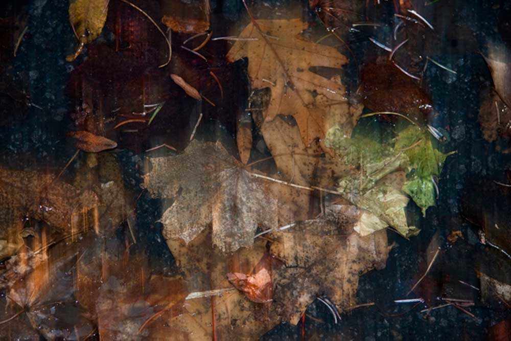 joe-donohue_december-leaves6_westmountmag