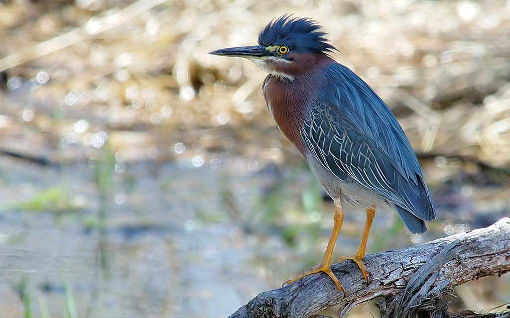 least bittern WestmountMag.ca