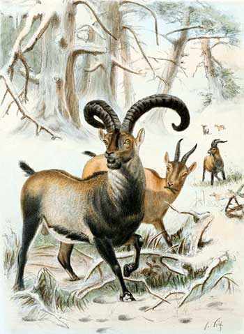 de-extinction Pyrenian Ibex WestmountMag.ca