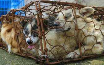 Yulin Festival: stopping the horrific dog meat trade - Westmount Magazine