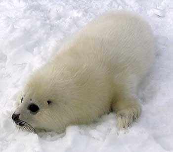 Harp Seal - WestmountMag.ca