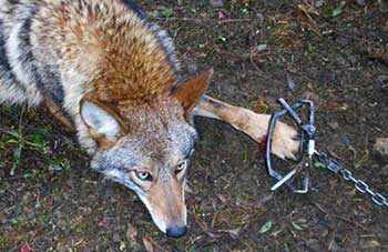 leghold trap coyote - WestmountMag.ca