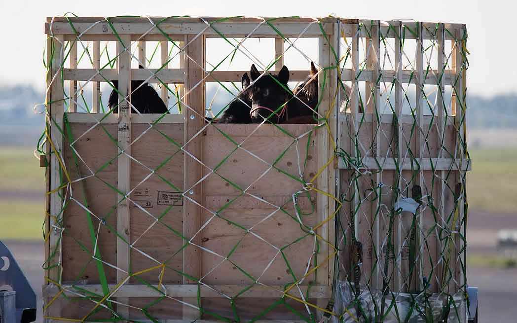 horse-slaughter_westmountmag