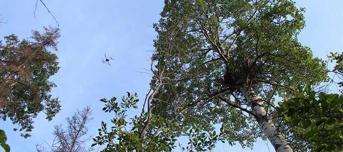 drone over eagle nest - WestmountMag.ca