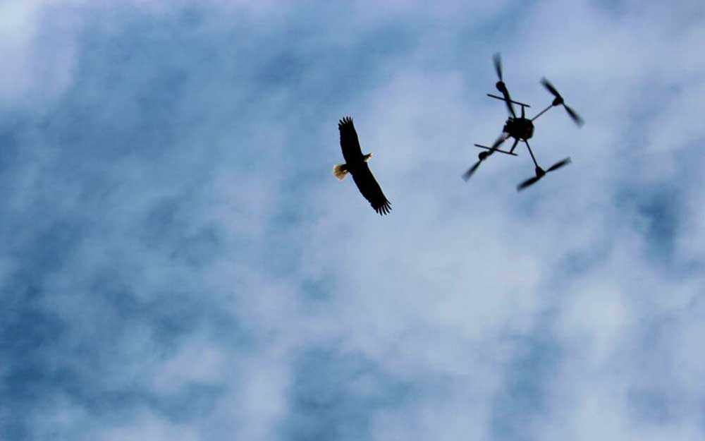 eagle-drone-feature_westmountmag