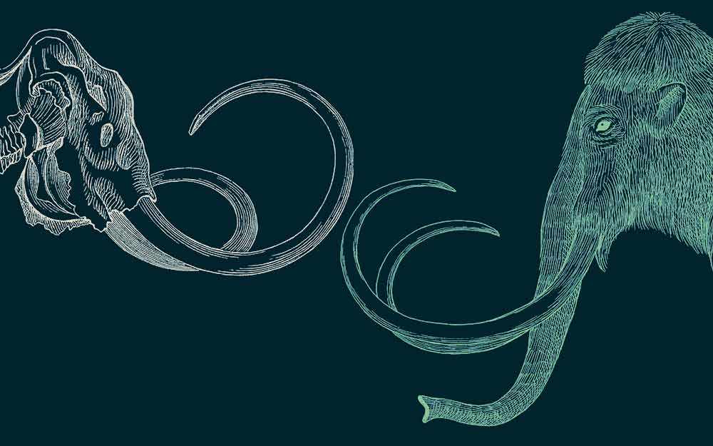 necrofauna_feature_westmountmag