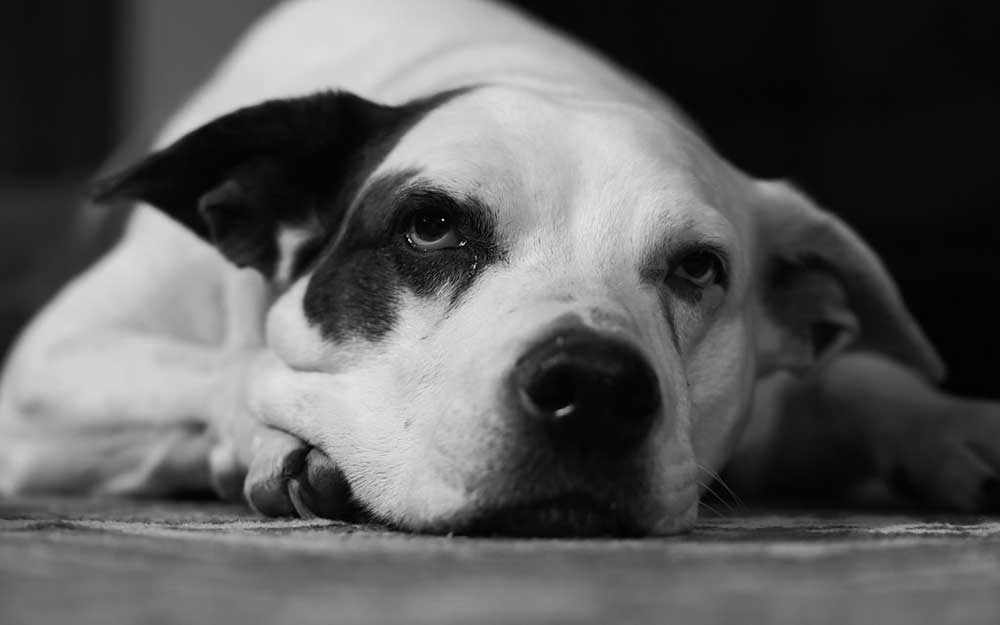 pitbull1712_westmountmag