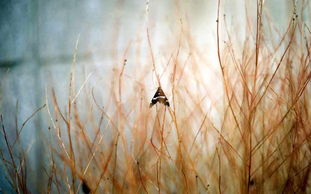 8-mcentyre2017_westmountmag