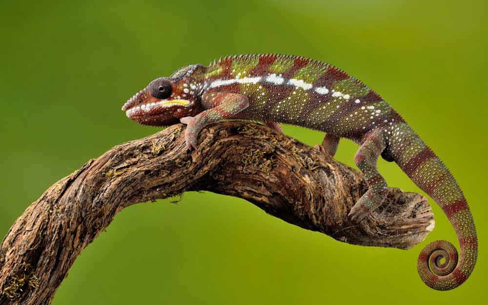 chameleon_westmountmag