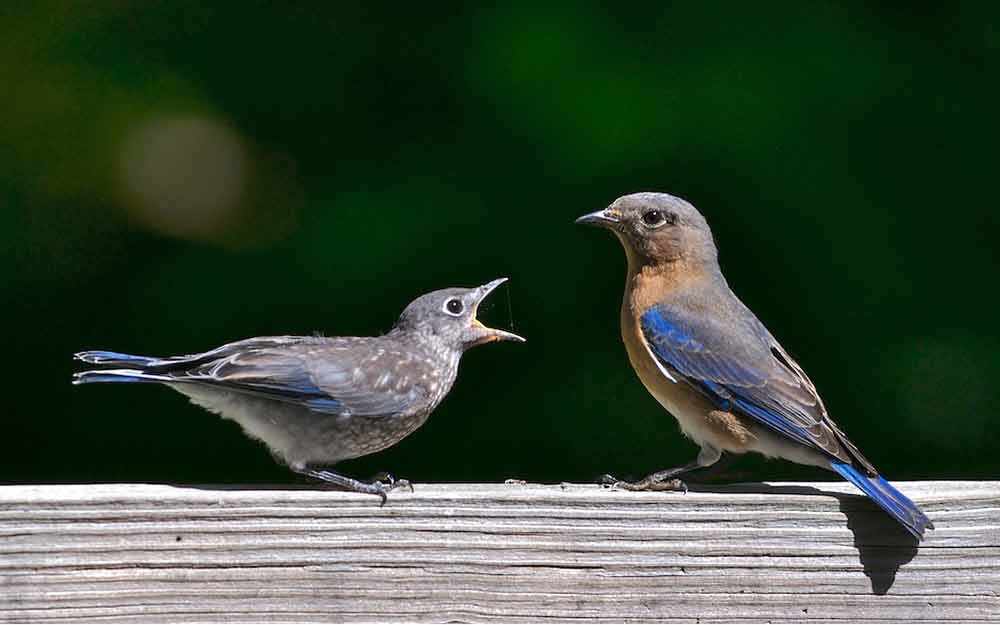 parenting-bluebirds_westmountmag