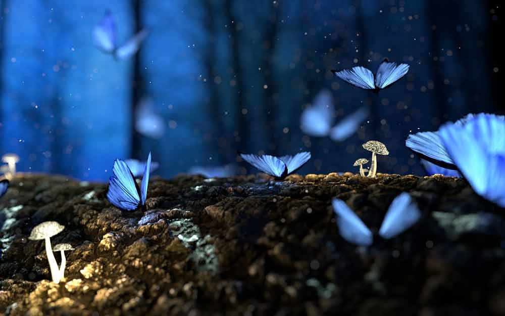 blue-butterflies_westmountmag