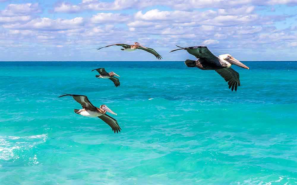 pelicans_westmountmag