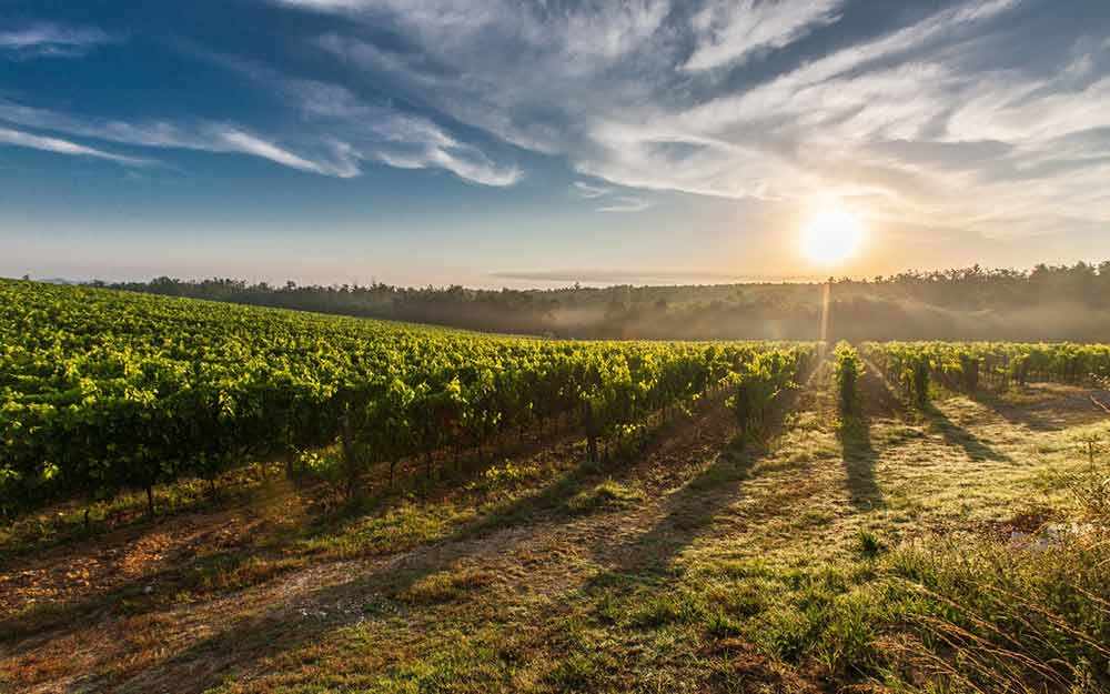 vineyard_westmountmag
