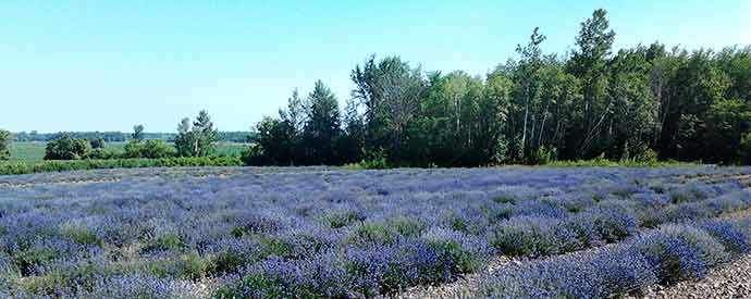 Le Lavandou - WestmountMag.ca