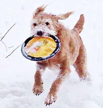 pup playing with Frisbee in snow - WestmountMag.ca