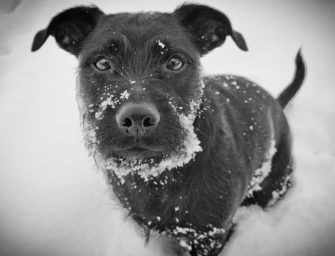 Westmount’s dogs of winters past