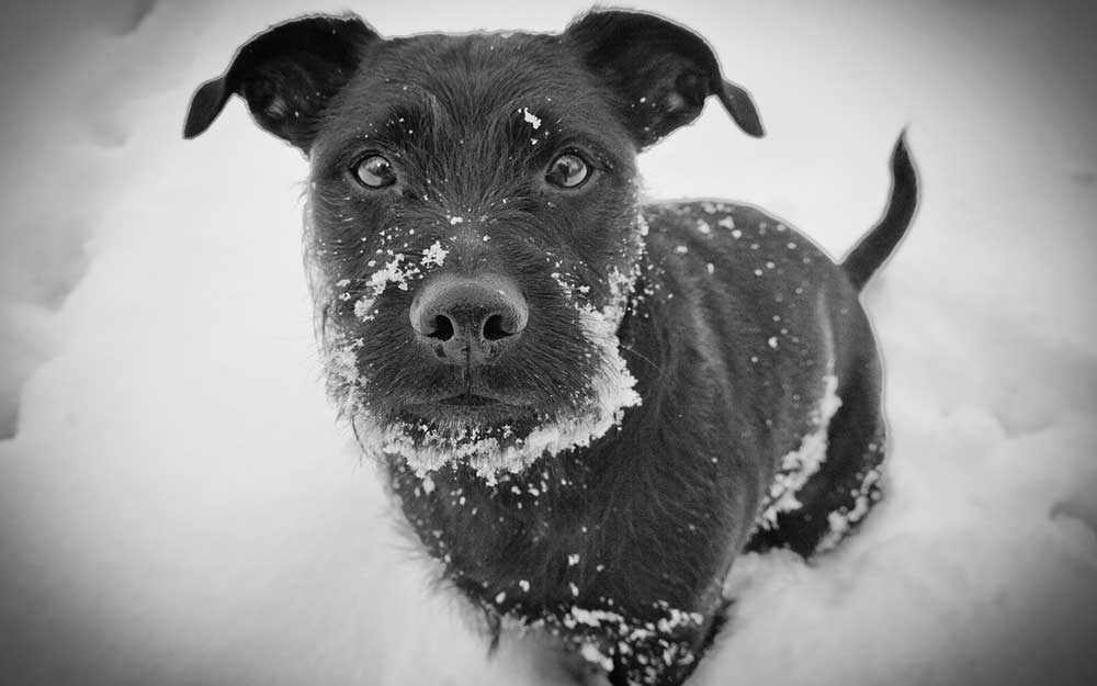 frosty-pup_westmountmag