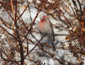 Oiseaux, raquettes et <br>fous rires en montagne