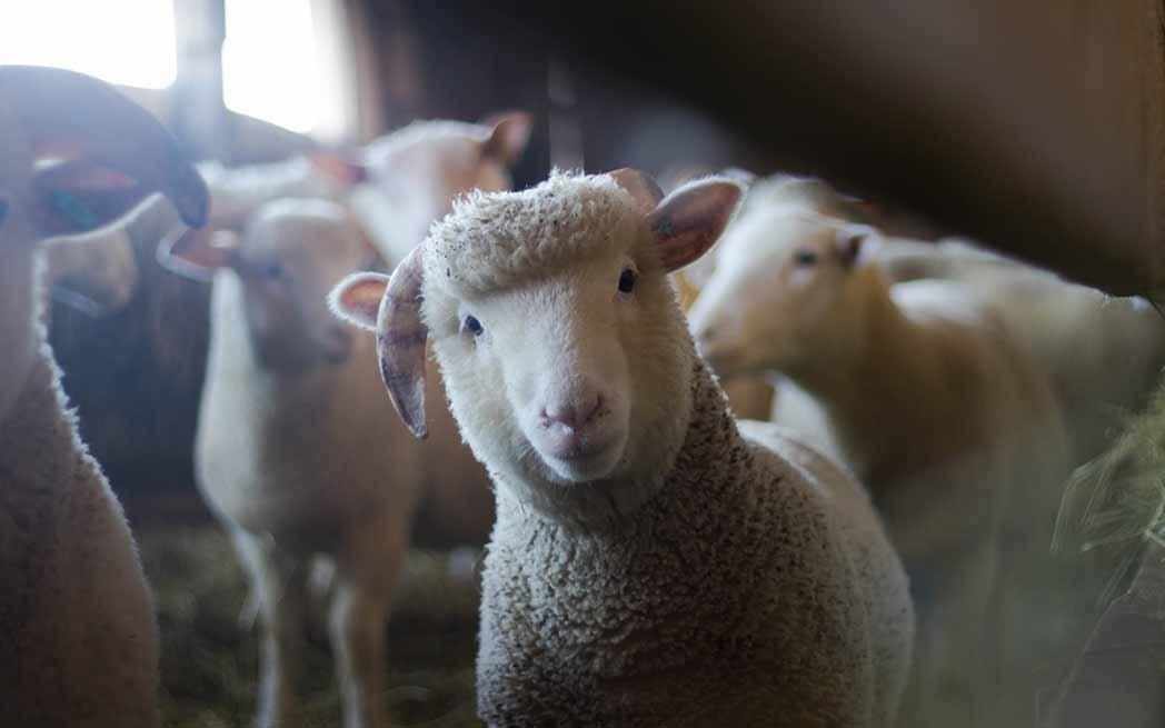 animals-lamb_westmountmag