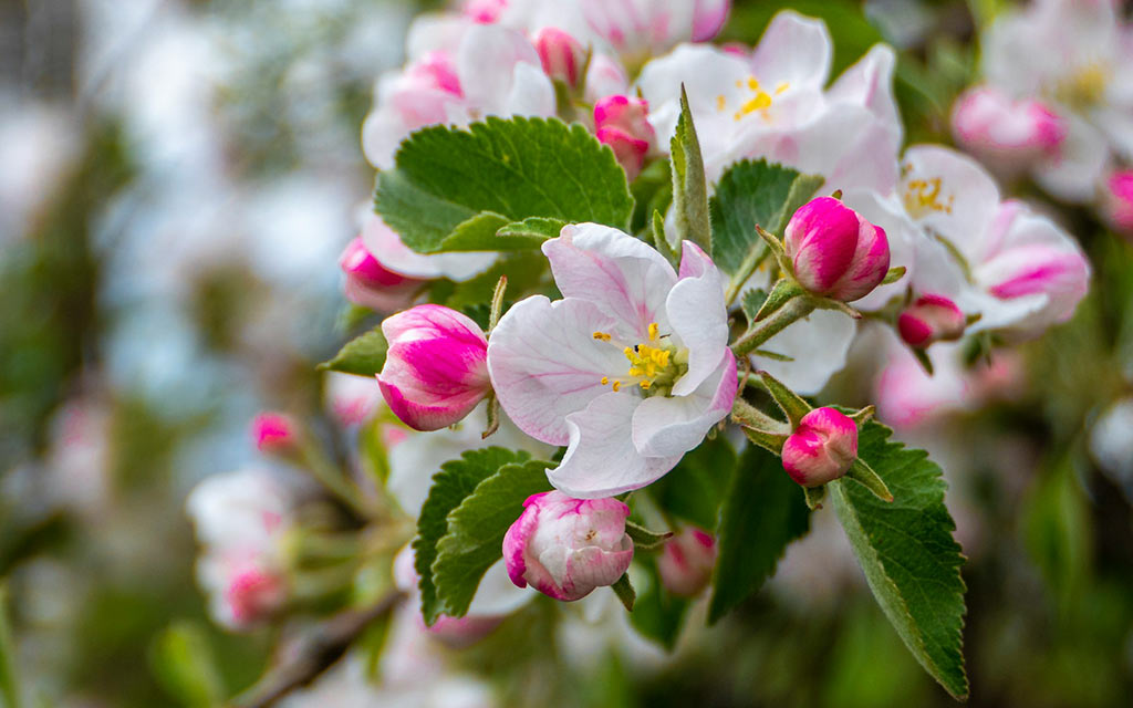 apple-blossom–artur-luczka–unsplash_1024