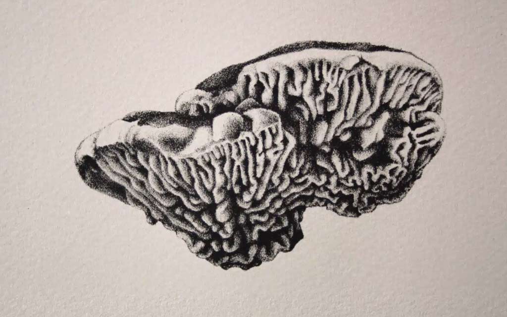 AS_I-am-a-tree–Catherine-Magnan_1024