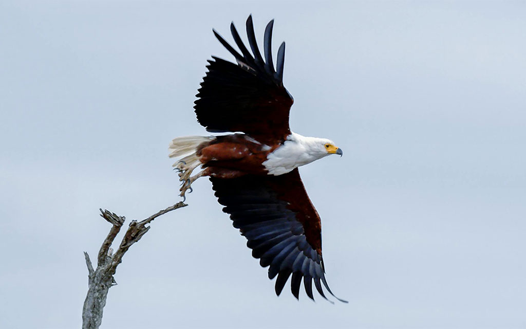 bald-eagle-taking-flight_1024