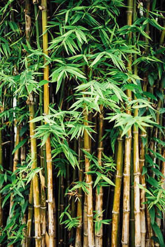 bamboo