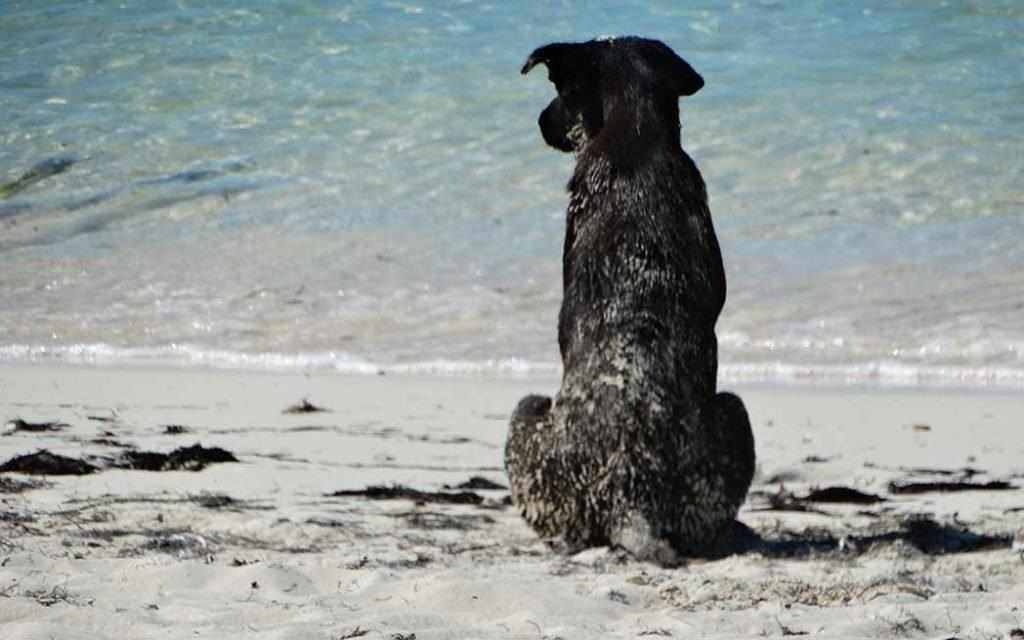 stray dog on beach - WestmountMag.ca