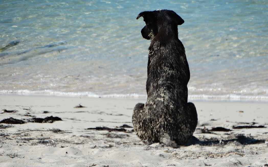 beach-dog_westmountmag