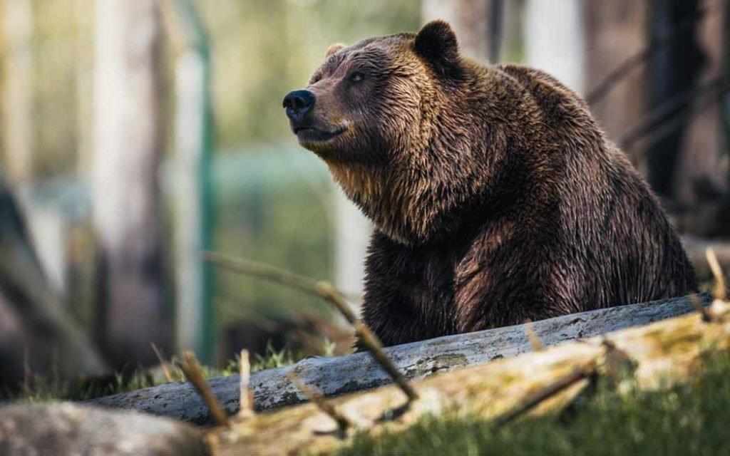 Ours / Bear – WestmountMag.ca