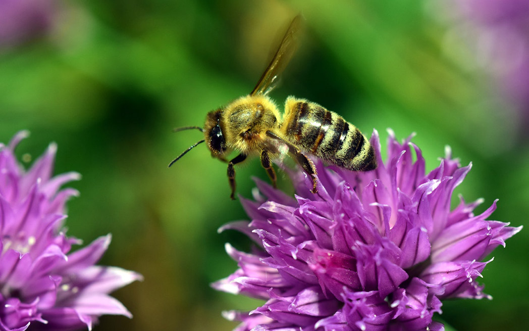 bee-on-purple-flower
