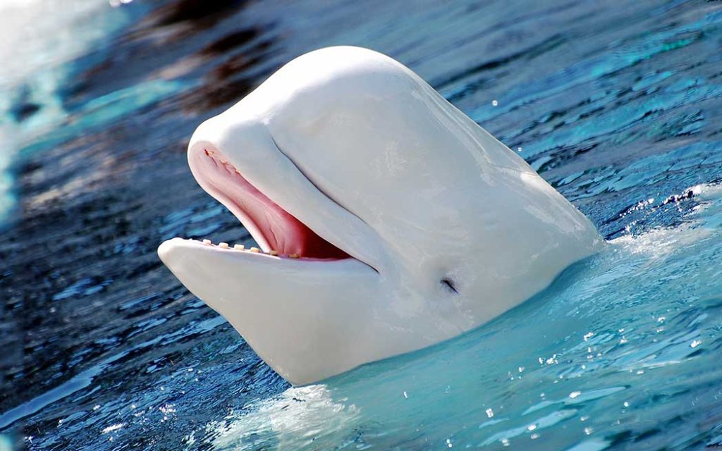 beluga
