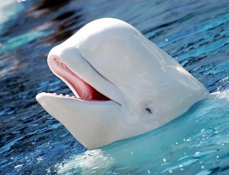 Marineland belugas: <br>authorities must act