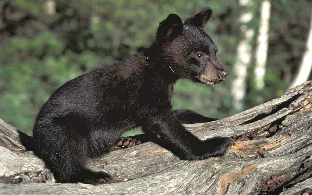 black-bear-cub_westmountmag
